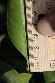              Petiole (Kinokuni, Riverside, CA)       