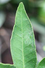              Margin (Kinokuni, Riverside, CA)       