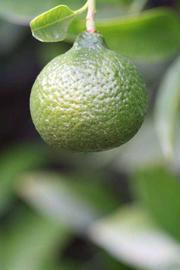              Immature fruit (Kinokuni, Riverside, CA)       