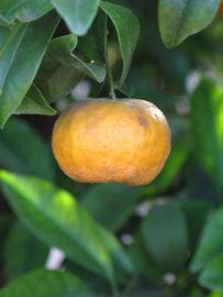              Fruit (Kinokuni, Riverside, CA)       