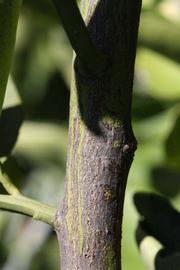              Second - third year twig (Riverside, CA)       