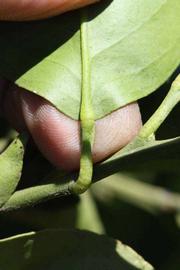              Petiole (Riverside, CA)       