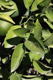              Sun leaves (Riverside, CA)       