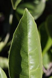              Margin (Riverside, CA)       