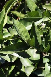              Sun leaves (Riverside, CA)       