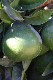            Immature fruit (Riverside, CA)   