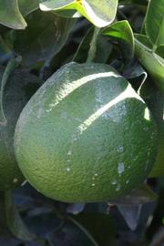            Immature fruit (Riverside, CA)   