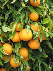            Fruit (Riverside, CA)   