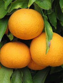            Fruit (Riverside, CA)   