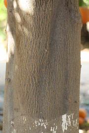            Bark (Riverside, CA)   