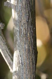              Second - third year twig (Riverside, CA)       