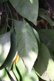              Unifoliolate leaf (Riverside, CA)       