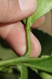              Petiole (Riverside, CA)       