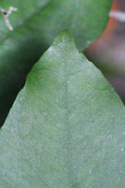              Margin (Riverside, CA)       