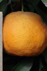            Fruit (Riverside, CA)   