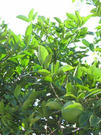              Sun leaves (Winter Haven, FL)       