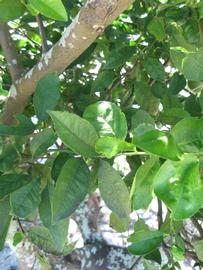              Shade leaves (Winter Haven, FL)       
