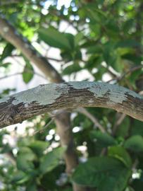              Second - third year twig (Winter Haven, FL)       