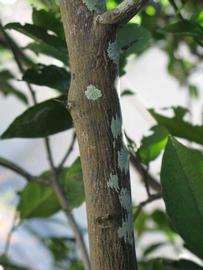              Second - third year twig (Winter Haven, FL)       