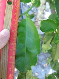              Unifoliolate leaf (Winter Haven, FL)       