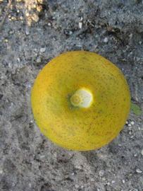              Fruit (Winter Haven, FL)       