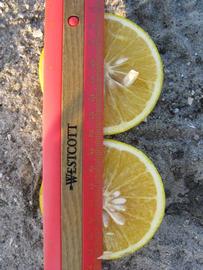              Fruit cross-section (Winter Haven, FL)       