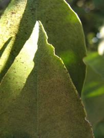              Margin (Winter Haven, FL)       