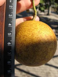              Fruit (Winter Haven, FL)       