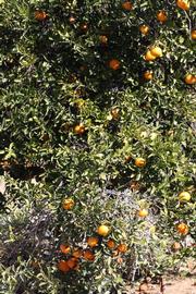              Habit (Riverside, CA)       