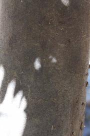              Bark (Riverside, CA)       