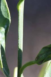              First year twig (Riverside, CA)       