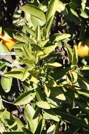              Sun leaves (Riverside, CA)       