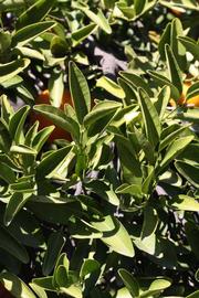              Sun leaves (Riverside, CA)       