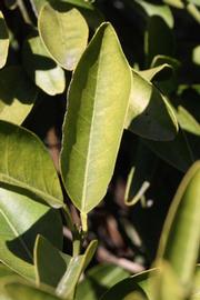              Unifoliolate leaf (Riverside, CA)       