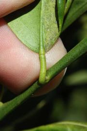              Petiole (Riverside, CA)       