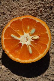              Fruit cross-section (Riverside, CA)       