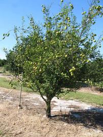              Habit (Winter Haven, FL)       