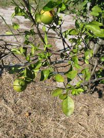              Sun leaves (Winter Haven, FL)       