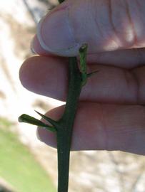            First year twig (Winter Haven, FL)   