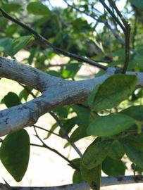              Second - third year twig (Winter Haven, FL)       