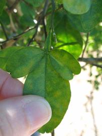            Trifoliolate leaf of  Citrus sinensis      x  Poncirus trifoliata                   (Kuharske, Winter Haven,   FL)   