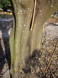              Bark (Winter Haven, FL)       