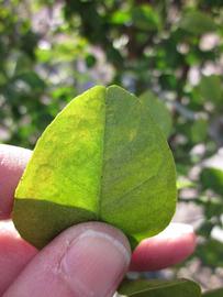              Margin (Winter Haven, FL)       