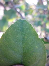              Margin (Winter Haven, FL)       