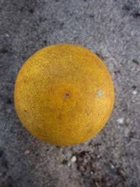              Fruit (Winter Haven, FL)       