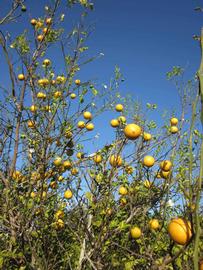            Sun leaves (Winter Haven, FL)   