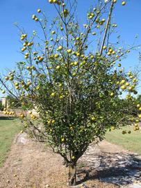              Habit (Winter Haven, FL)       