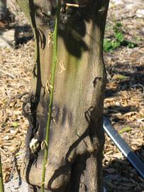              Bark (Winter Haven, FL)       