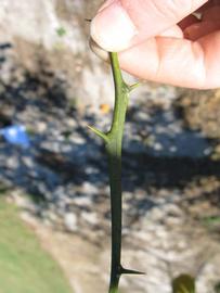              First year twig (Winter Haven, FL)       