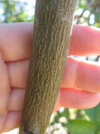              Second - third year twig (Winter Haven, FL)       